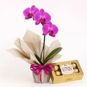 Orquídea Phalaenopsis Rosa E Ferrero Rocher